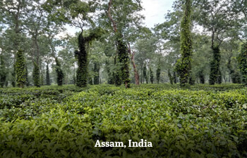 assam-india-1.jpg assam-india-1.jpg