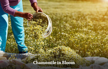 chamomile-in-bloom-2.jpg chamomile-in-bloom-2.jpg