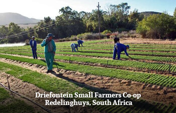 driefontein-small-farmers-co-op-redelinghuys-south-africa-1.jpg driefontein-small-farmers-co-op-redelinghuys-south-africa-1.jpg