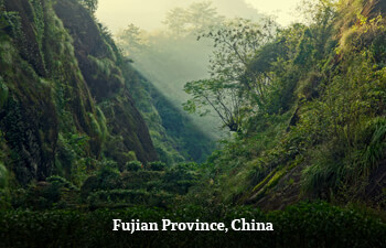 Organic Tea from Fujian Province, China Organic Tea from Fujian Province, China