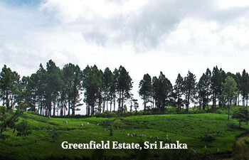 greenfield-estate-sri-lanka.jpg greenfield-estate-sri-lanka.jpg