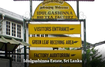 idulgashinna-estate-sri-lanka.jpg idulgashinna-estate-sri-lanka.jpg