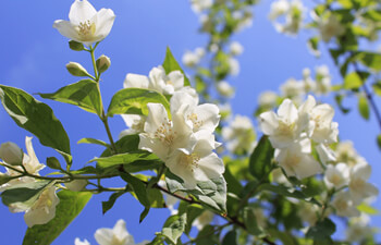 jasmine-history.jpg jasmine-history.jpg