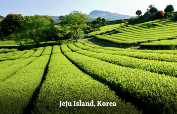 jeju-island-1.jpg jeju-island-1.jpg