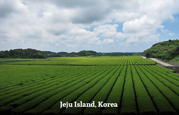 jeju-island-3.jpg jeju-island-3.jpg