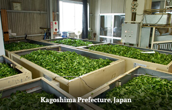 kagoshima-prefecture-japan.jpg kagoshima-prefecture-japan.jpg