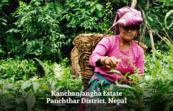 kanchanjangha-estate-panchthar-district-nepal-1.jpg kanchanjangha-estate-panchthar-district-nepal-1.jpg