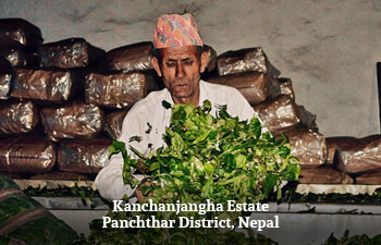 kanchanjangha-estate-panchthar-district-nepal-2.jpg kanchanjangha-estate-panchthar-district-nepal-2.jpg