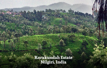 korakundah-estate-nilgiri-india.jpg korakundah-estate-nilgiri-india.jpg