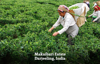 makaibari-estate-darjeeling-india-3.jpg makaibari-estate-darjeeling-india-3.jpg