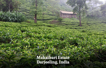 makaibari-estate-darjeeling-india-4.jpg makaibari-estate-darjeeling-india-4.jpg