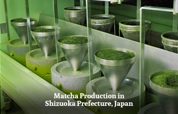 matcha-production-in-shizuoka-prefecture-japan.jpg matcha-production-in-shizuoka-prefecture-japan.jpg