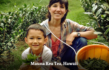 mauna-kea-tea-hawaii.jpg mauna-kea-tea-hawaii.jpg