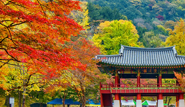 organic-korean-tea-1.jpg