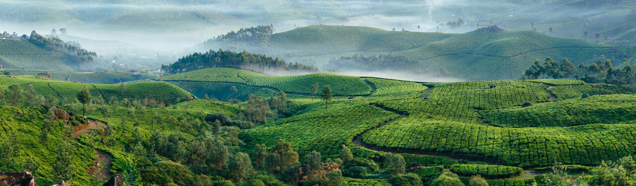 tea-origins.jpg
